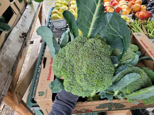Fresh - Broccoli Crown