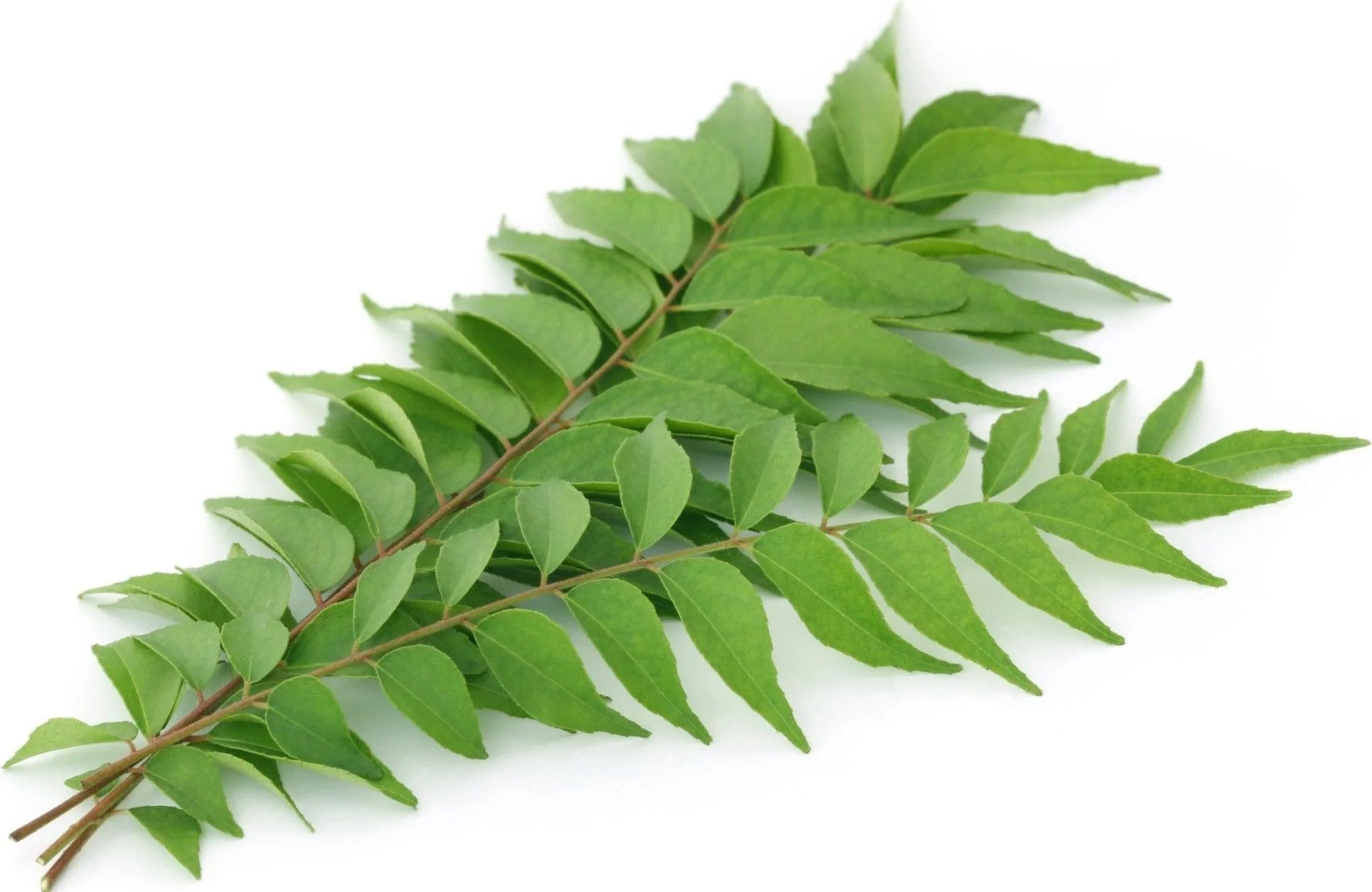 Curry Leaves - 12Lb