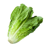 Fresh - Romain Lettuce