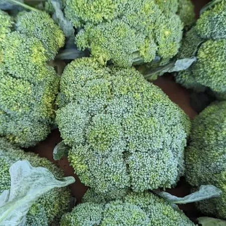 Fresh - Broccoli Crown