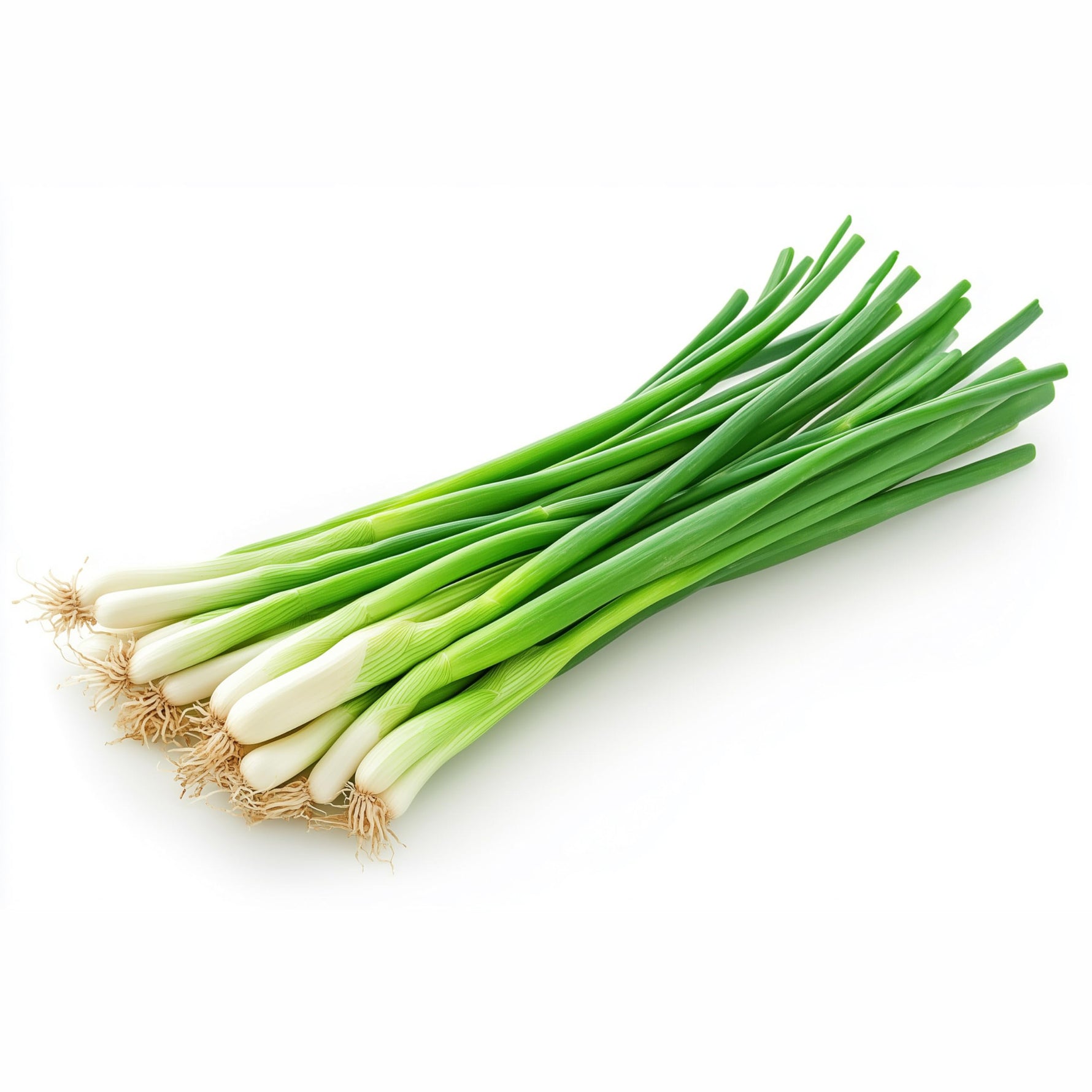 Fresh - Green Onion - Spring