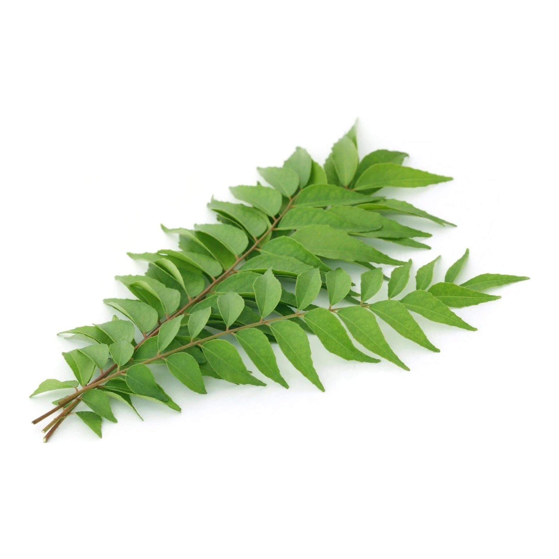 Curry Leaves - 12Lb