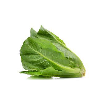 Fresh - Romain Lettuce